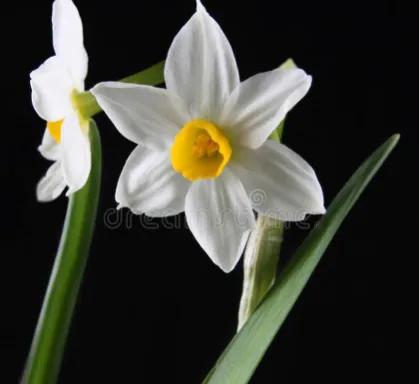 凌波仙子——水仙花