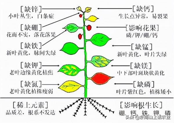 缺鈣新葉黃,缺鎂老葉黃,這是為什麼?“元素移動”必須瞭解一下 缺鈣新葉黃,缺鎂老葉黃,這是為什麼?“元素移動”必須瞭解一下