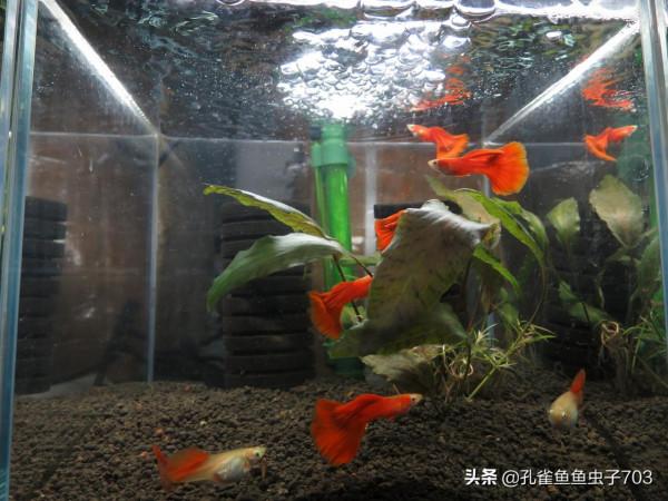 別人養的孔雀魚4個月都能繁殖了，而我養的6個月了，還這麼小啊？