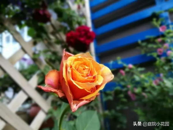 這樣的小院就是我夢想中的花園