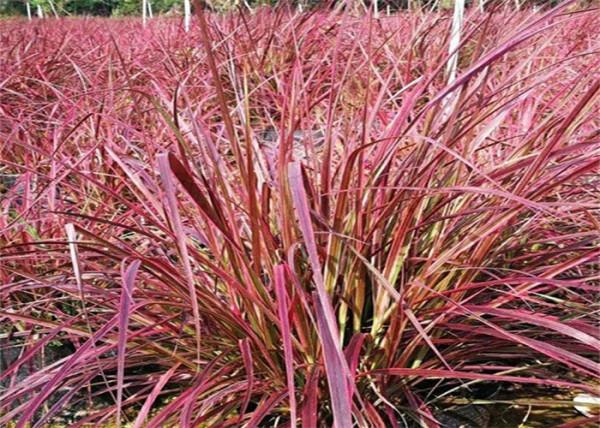 紫葉狼尾草會不會是下一個網紅