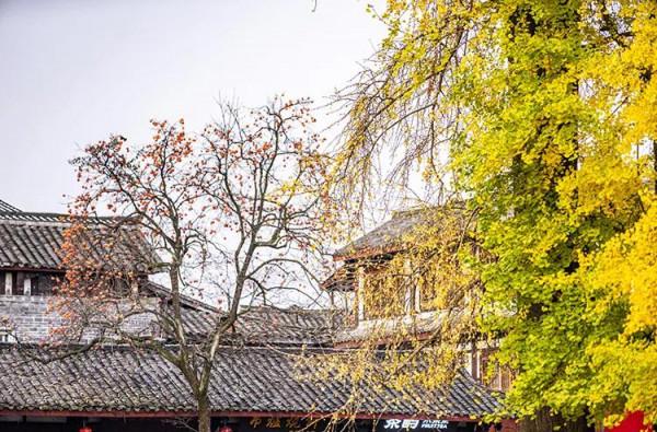 街子 一棵樹撐起了一個古鎮的初冬