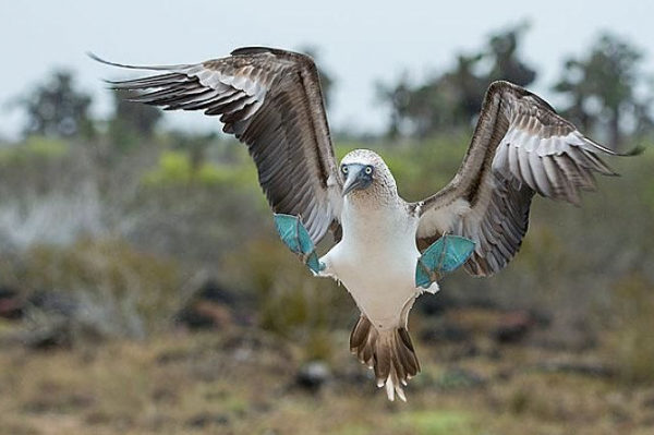 藍腳鰹鳥的怪異大腳，銀胸絲冠鳥的藍色嘴巴，你更喜歡誰？