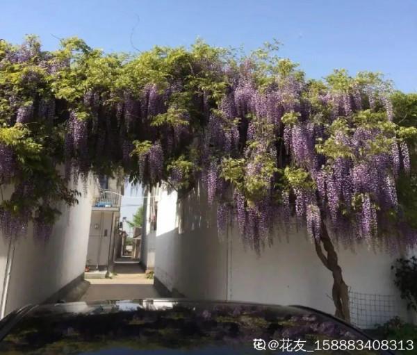 八種花,養成老樁最“旺家”,開花倍有精神氣兒 八種花,養成老樁最“旺家”,開花倍有精神氣兒