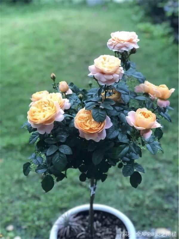 淘米水加點料,沒有異味,肥效能翻10倍,養啥花都旺 淘米水加點料,沒有異味,肥效能翻10倍,養啥花都旺