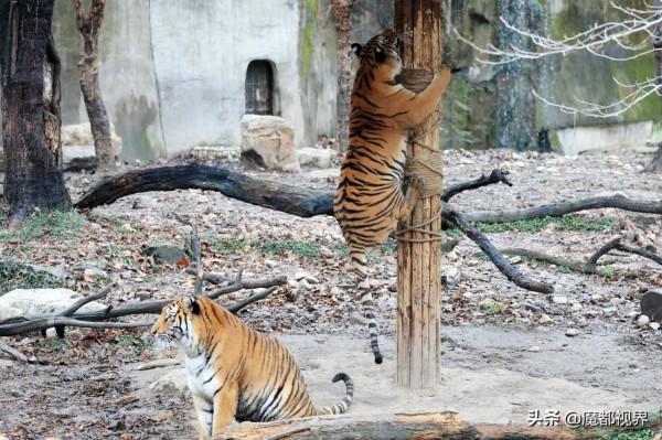 虎頭虎腦 虎虎生威 這波老虎表情包值得擁有