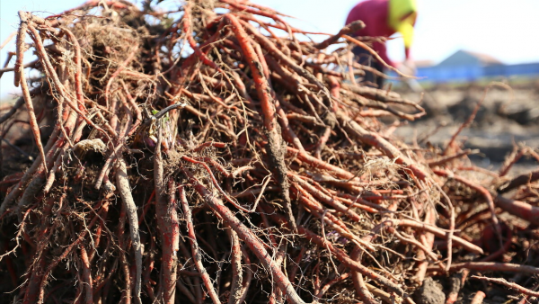 一個溫養心臟的經典方，補心氣、調心血，治失眠，化解胸痛、胃痛