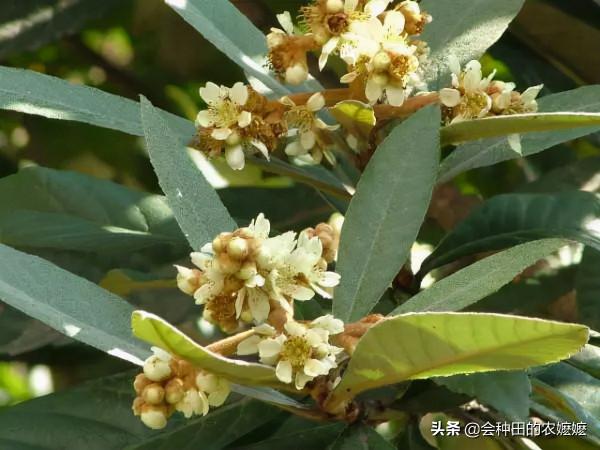 枇杷想要高產高量，冬季花期管理很重要