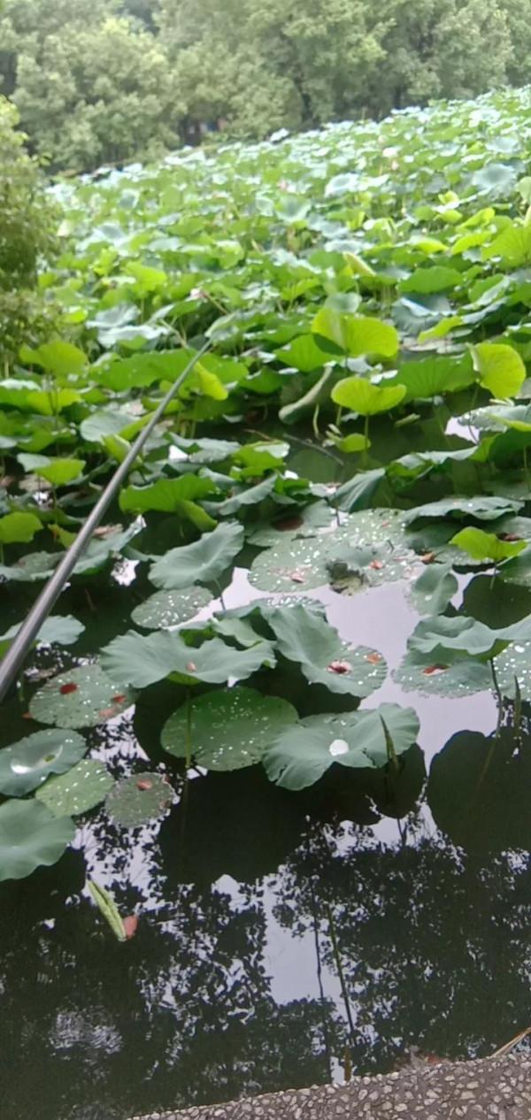 釣魚就是個情調，釣的是個心情，純正野釣走到底不變心