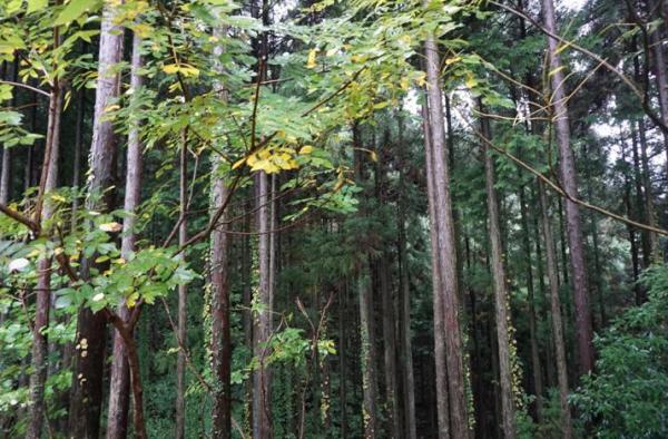 中國投資者已購入2376公頃日本土地!日媒:疫情結束後或加速“爆買” 中國投資者已購入2376公頃日本土地!日媒:疫情結束後或加速“爆買”