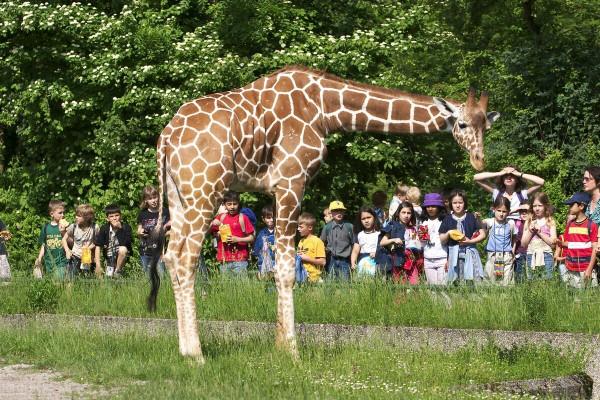 憨叔聊齋，貓頭鷹和剃頭鼠兄妹的逆戀之謎