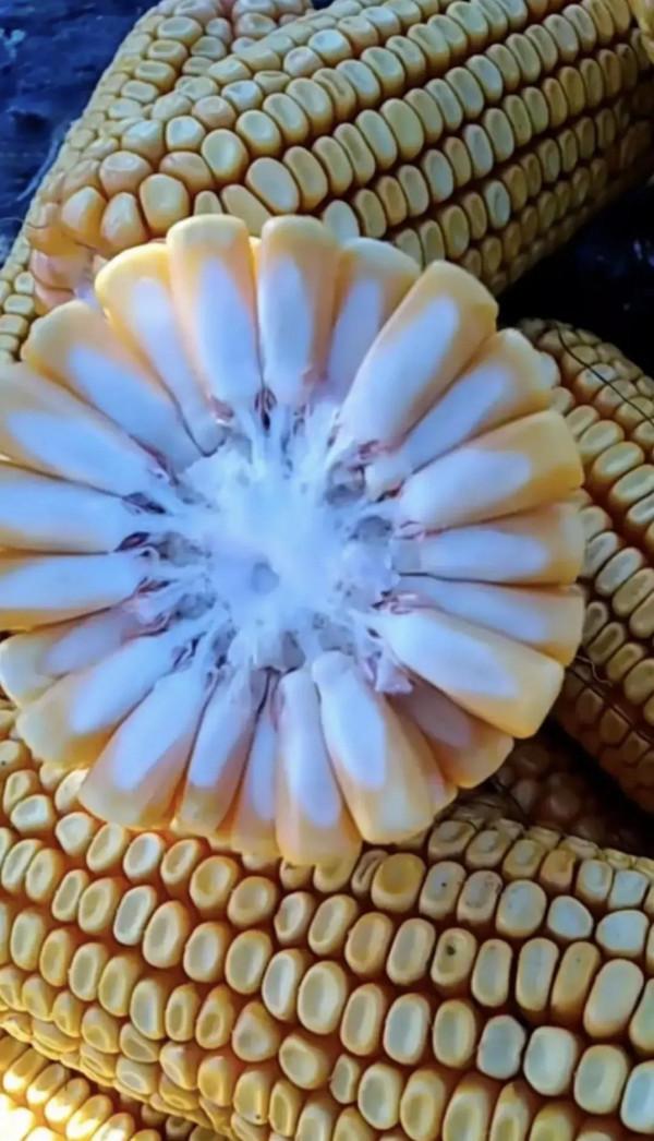 3次審定6省引種，抗病抗倒，高產穩產，玉米品種明天695真優秀