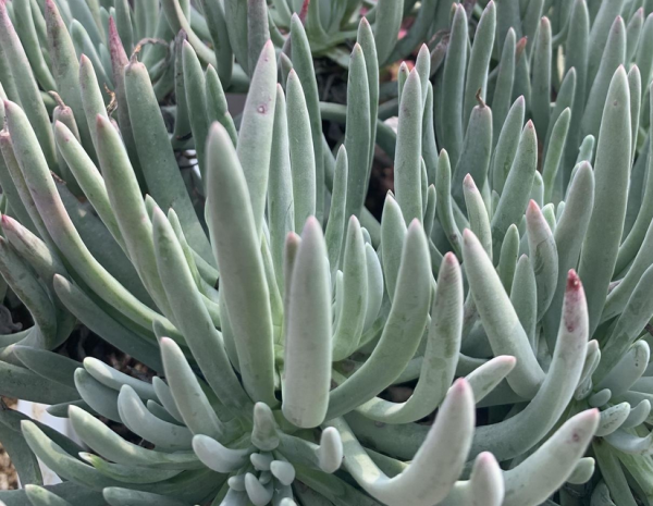 養仙女杯多肉愛杜麗絲,3個細節把控好,莖葉茂盛又美麗 養仙女杯多肉愛杜麗絲,3個細節把控好,莖葉茂盛又美麗