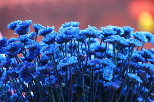 7天接待遊客近30萬人次!河南開封清明上河園“十一奇妙遊·演藝狂歡節”完美收官 7天接待遊客近30萬人次!河南開封清明上河園“十一奇妙遊·演藝狂歡節”完美收官