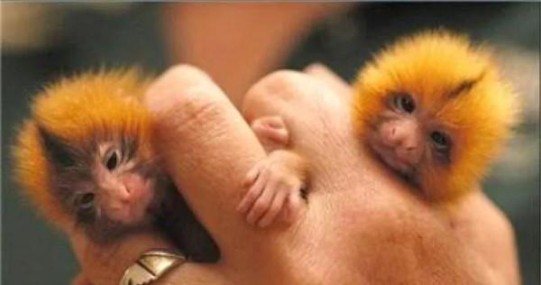 世界上最小的靈長類動物,體長僅14-16釐米 世界上最小的靈長類動物,體長僅14-16釐米