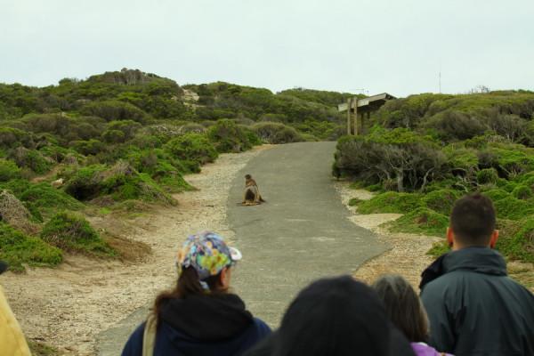 南澳袋鼠島風光之 海豹灣 南澳袋鼠島風光之 海豹灣