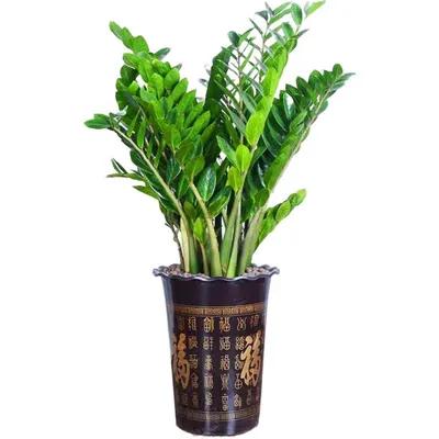 客廳種什麼花最好