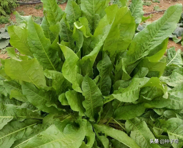 畝產達2萬公斤,魯梅克斯,液態飼餵技術,一畝地能餵養上百頭豬 畝產達2萬公斤,魯梅克斯,液態飼餵技術,一畝地能餵養上百頭豬