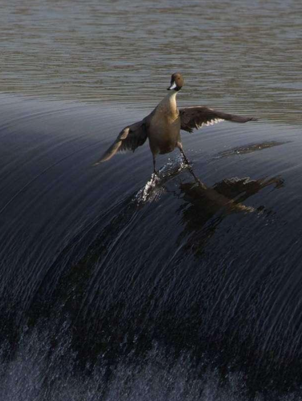 31張抓拍圖片，鳥兒邊飛邊排便，天鵝在海面表演衝浪