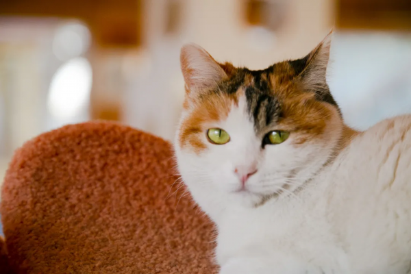 歲末大掃除，小米來監督