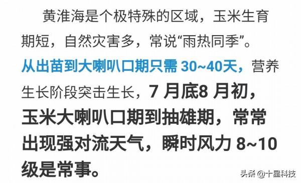 玉米種植“〇風險”,強過地鄰“五分之一”很簡單 玉米種植“〇風險”,強過地鄰“五分之一”很簡單
