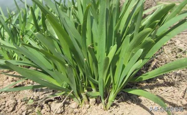 露地韭菜越冬前管理的“秘訣”