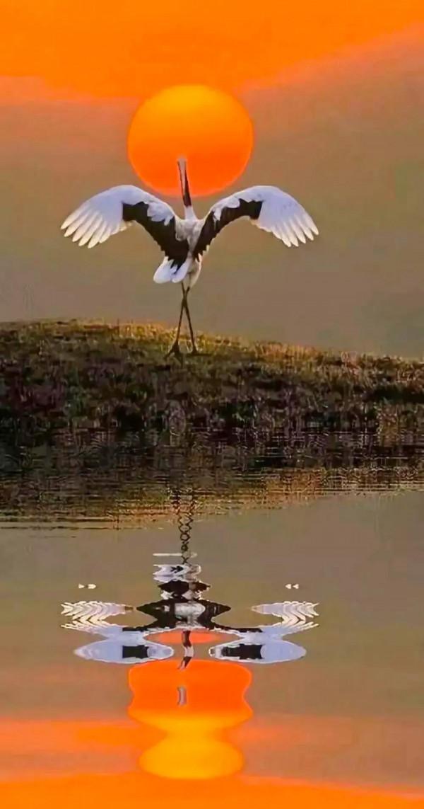 分享：抓拍動物精彩瞬間，驚豔絕倫，實為罕見