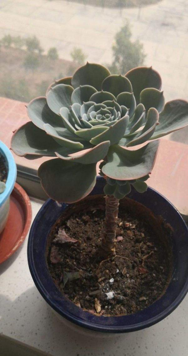 家裡通風差,不要養這3種花,黃葉招蟲很麻煩 家裡通風差,不要養這3種花,黃葉招蟲很麻煩