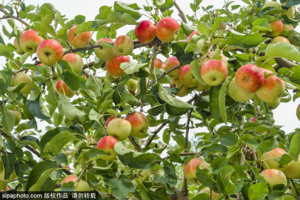 門票3毛錢！這個私家花園對外開放啦，有“佛香閣”，還有滿樹蘋果~