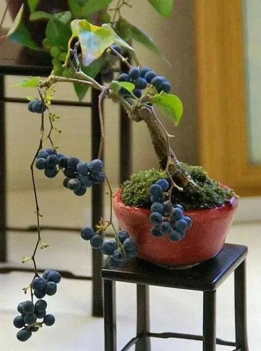 中國盆栽藝術之精品