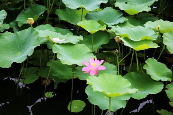 跟著乾隆去賞荷