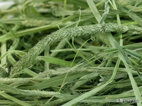 兔子愛吃的貓尾草，生長6-7年，飼用價值如何？畝產量能達多少？