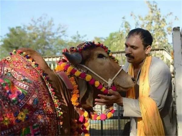 身價2000萬的“印度神牛”,配一次種5萬元,每天都要喝威士忌 身價2000萬的“印度神牛”,配一次種5萬元,每天都要喝威士忌