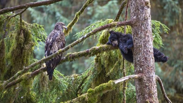 螞蟻大戰綠鳥,禿鷹看守熊寶寶,2021驚豔的野生動物攝影 螞蟻大戰綠鳥,禿鷹看守熊寶寶,2021驚豔的野生動物攝影