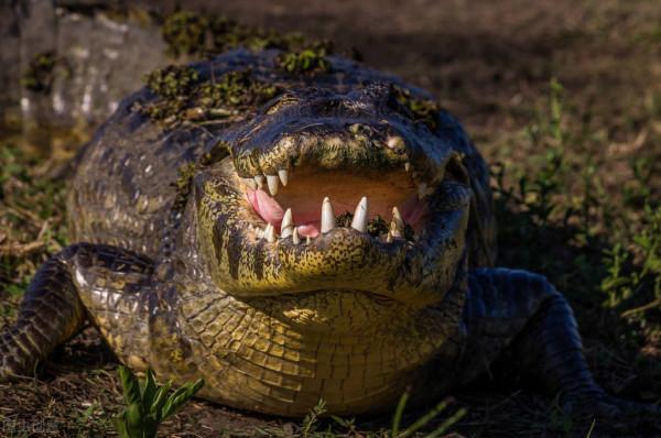 緊急圍捕！2只鱷魚被放生到湖裡，沒有天敵，危害到底會有多大？