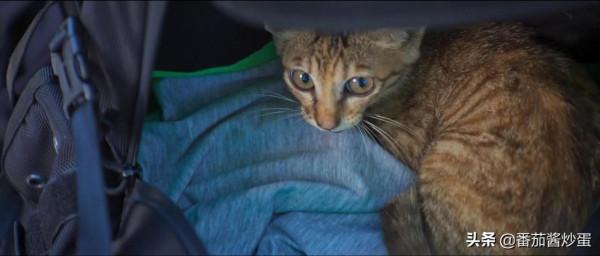 白敬亭趙今麥《開端》，劇情燒腦，兇手有同夥公交車司機嫌疑大