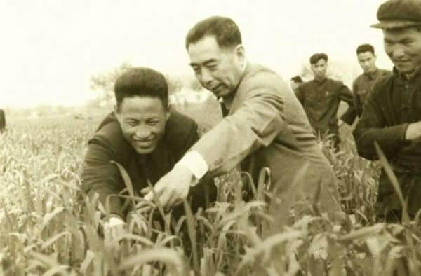1958年周恩來總理視察河南,關虎屯一片農田 1958年周恩來總理視察河南,關虎屯一片農田