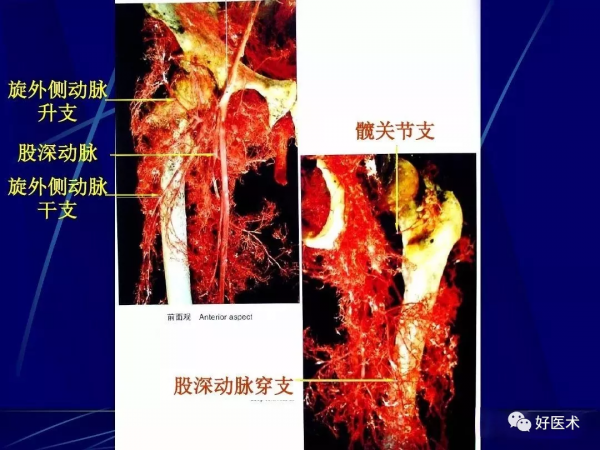 86張全身關節應用解剖精講，這篇文章值得收藏