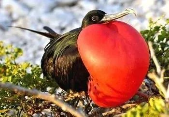 自帶飯勺的小鳥全網刷屏,更獵奇的這些你知道多少? 自帶飯勺的小鳥全網刷屏,更獵奇的這些你知道多少?