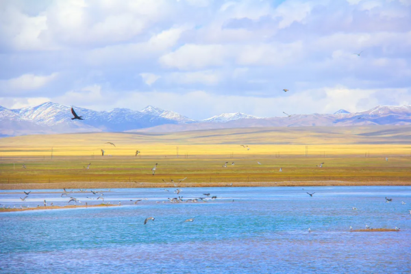 青海的這個地方要火了,秋天一定要去一次,中國最後的一片淨土 青海的這個地方要火了,秋天一定要去一次,中國最後的一片淨土