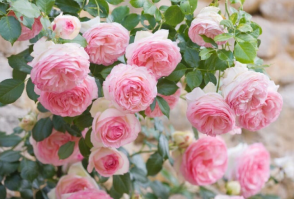 進入十月份天氣轉涼,藤本月季莫亂修剪,兩種情況要分清 進入十月份天氣轉涼,藤本月季莫亂修剪,兩種情況要分清