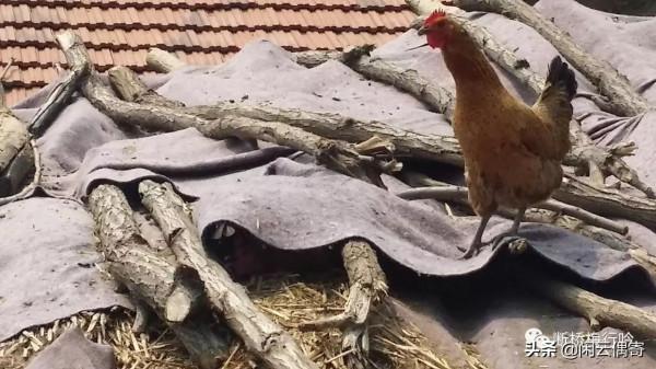 沂山奇遇記 沂山奇遇記