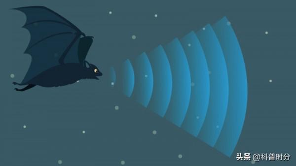 不同動物眼中的世界，看完你還相信我們看到的世界才是真實的嗎？