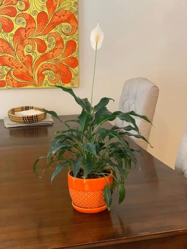 新手施肥指南，促進植物長葉開花很容易，選肥料和施肥時機很關鍵