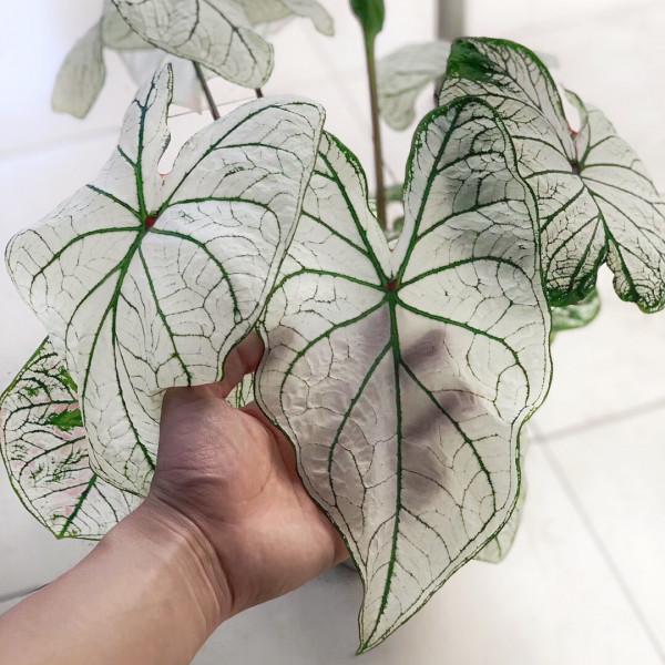 38種超級耐陰的花,沒光也能養爆盆,養在陽臺客廳超有範兒 38種超級耐陰的花,沒光也能養爆盆,養在陽臺客廳超有範兒