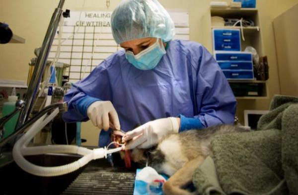 養狗，奉勸你最好不要養&OpenCurlyDoubleQuote;母狗&rdquo;，原因有這幾個