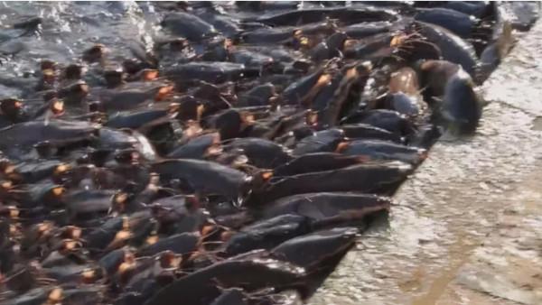 印度“母親河”鯰魚氾濫，想讓中國吃貨幫忙，我國網友：享受不起