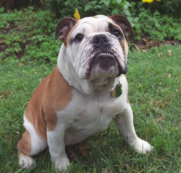 英國鬥牛犬體臭怎麼辦？