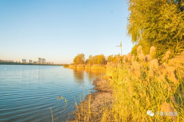 落葉知晚秋 開發區美景入眼簾