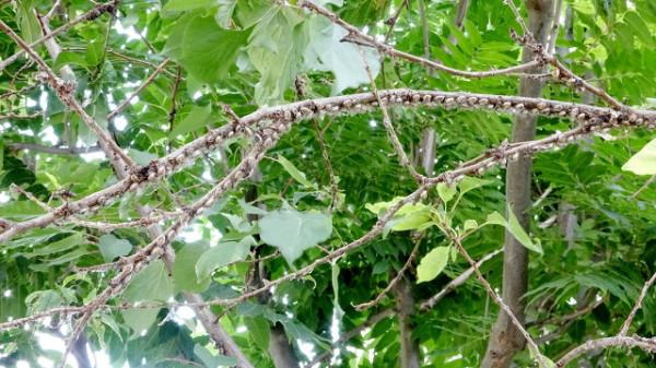 吡蟲啉的五個最佳使用搭配,能防治10多種害蟲,效果還能翻倍 吡蟲啉的五個最佳使用搭配,能防治10多種害蟲,效果還能翻倍